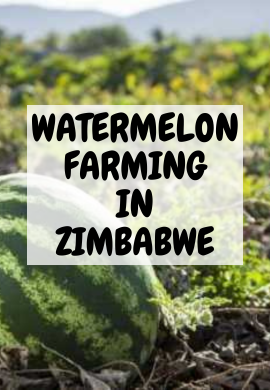 Nature's Juicy Gem: The Thriving World of Watermelon Production in Zimbabwe.